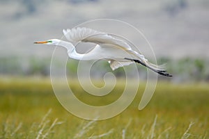 Great Egret with White Plumage in flight in Meadow