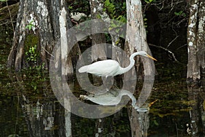 Great Egret in the wild in the everglades. FLORIDA