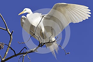 Great egret with wing out