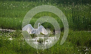 Great Egret Wings