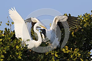 Great Egret and Wood stork fighting