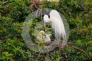 Great Egret (Ardea alba)