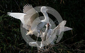 Great egrets (ardea alba) at Zhaoqing, China