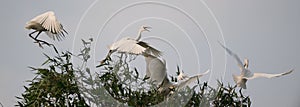 Great egrets (ardea alba) at Zhaoqing, China