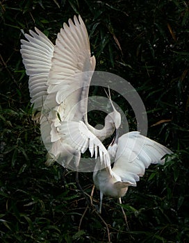 Great egrets (ardea alba) at Zhaoqing, China