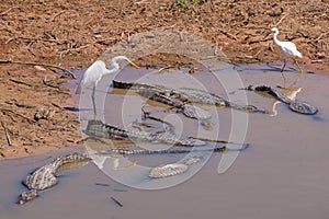 Great egrets, Egretta alba, with Yacare Caimans, Caiman Crocodilus Yacare Jacare, Pantanal, Mato Grosso, Brazil