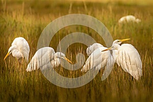 Great Egrets feeding together