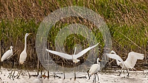 Great Egrets fishing and doing ritual dances photo