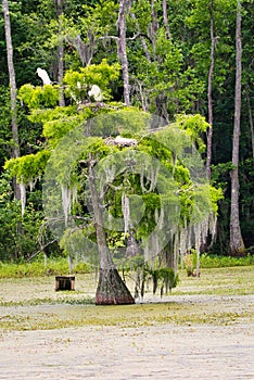 Great egrets nesting in a cypress tree in a swamp.