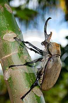 The Great Elephant Beetle