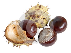 The great English Conker (Horse Chestnut)