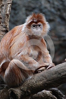 Really Great Face of a Javan Lutung Monkey