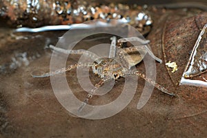 Great or fen raft spider Dolomedes plantarius hunting its prey walking on the surface of water