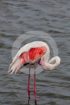 Great flamingo cleaning his wings on a water pond