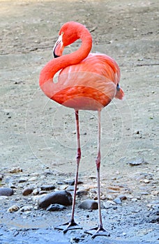 Great flamingo photo