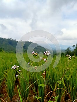 Great flower from heaven in the middle of grass land