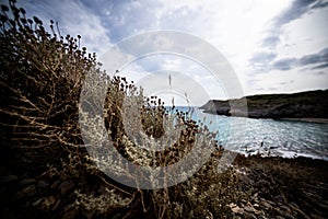Great flowers in front of a beautiful beach in Mallorca Spain, super wide angle shot photography