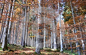 the great forests with the colors of autumn photo