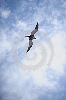 Great frigate bird in flight, Holbox island photo