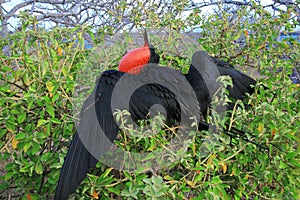 Great Frigate Bird during its mating ritual