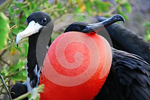 Great Frigate Bird during its mating ritual