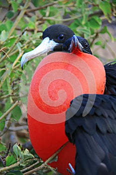 Great Frigate Bird during its mating ritual