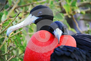 Great Frigate Bird during its mating ritual photo