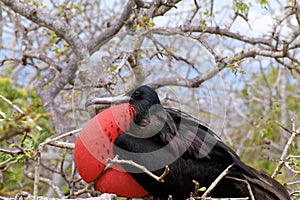 Great Frigatebird   832457