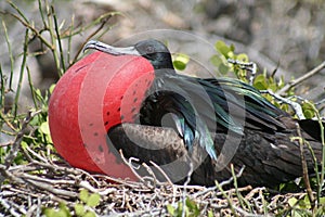 Great frigatebird balloon display, Galapagos