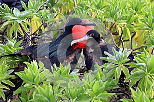 Great frigatebird couple during mating season