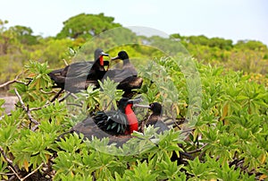 Great frigatebird couples during mating season