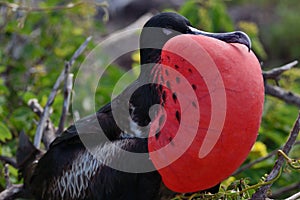 Great Frigatebird displaying