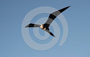 Great Frigatebird Flying photo