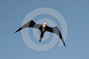 Great Frigatebird Flying