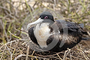 Great Frigatebird in Galapagos Islands, Ecuador