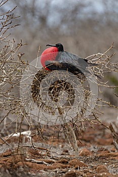 Great Frigatebird in Galapagos Islands, Ecuador