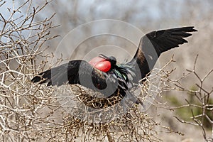 Great Frigatebird in Galapagos Islands, Ecuador