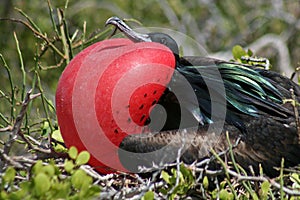 Great frigatebird male, Galapagos photo