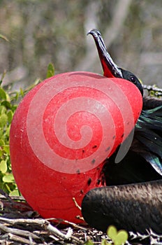 Great frigatebird male, Galapagos photo