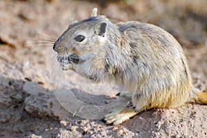 Great Gerbil photo