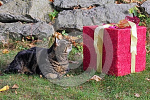 A great gift for the cat