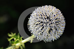 Great Globe Thistle (Echinops sphaerocephalus) photo