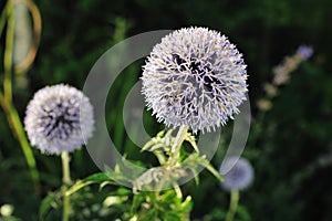 Great Globe Thistle (Echinops sphaerocephalus) photo