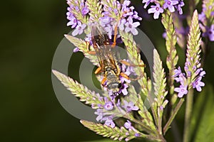 Great golden digger wasp on blue vervain flowers, New Hampshire.