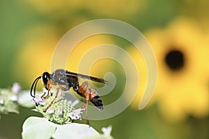 Great Golden Digger Wasp