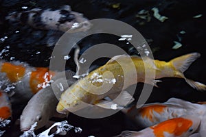 Great golden koi fish on koi pool