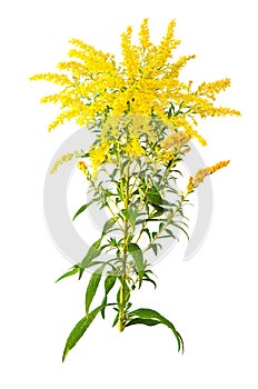 Great Goldenrod Flower