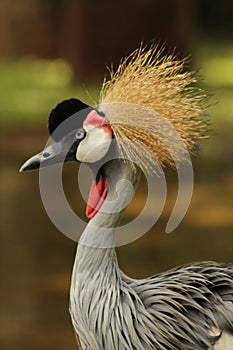 The great gray crowned crane