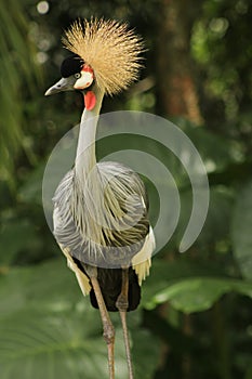 The great gray crowned crane
