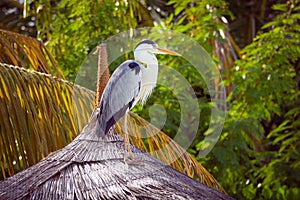 Great gray heron bird resting